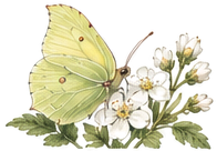 A brimstone butterfly on white blossom