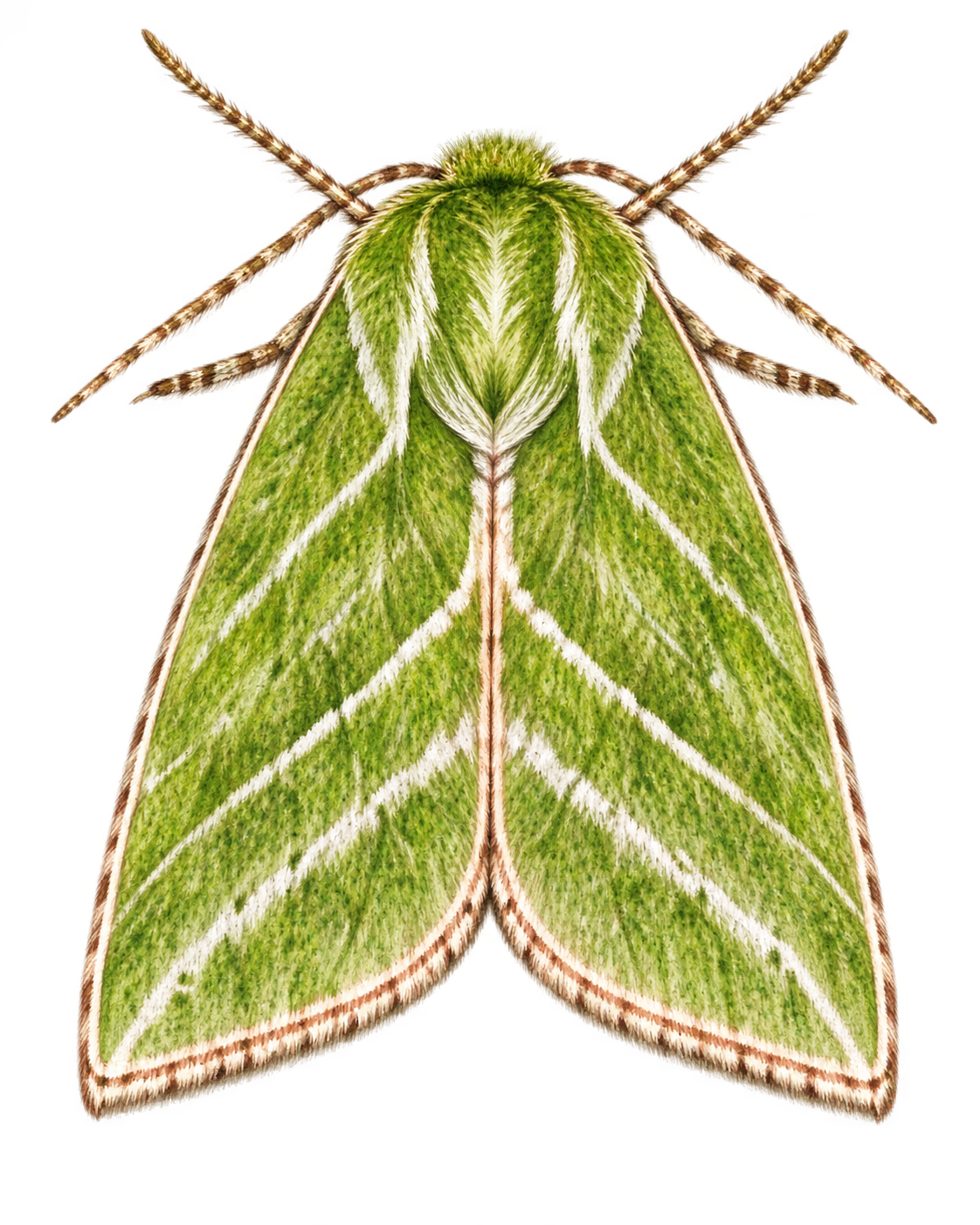 Watercolour of a green silver-lines moth, wings spread.